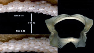 Mustelus mustelus_06.jpg